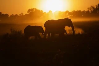 Elephants heading home at dusk
