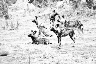 African Wild Dogs on the hunt