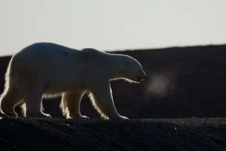 Polar bear walking