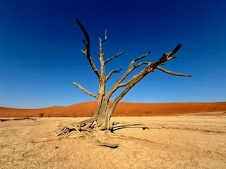 Deadvlei., Namib Desert, Namibia