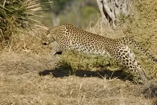 Pouncing Leopard