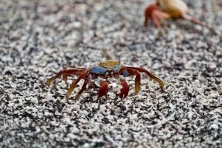 Blue Crab, Galapagos