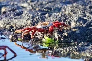 Crab in the Galapagos