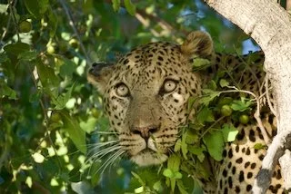 I see you - leopard