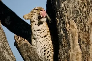 Yummy said the leopard