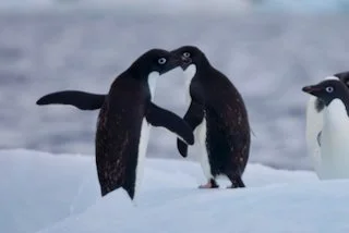 Love - two Adele penguins