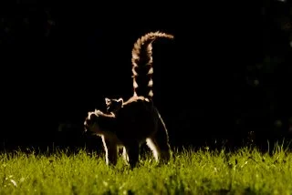 Baby lemur on Mama's back
