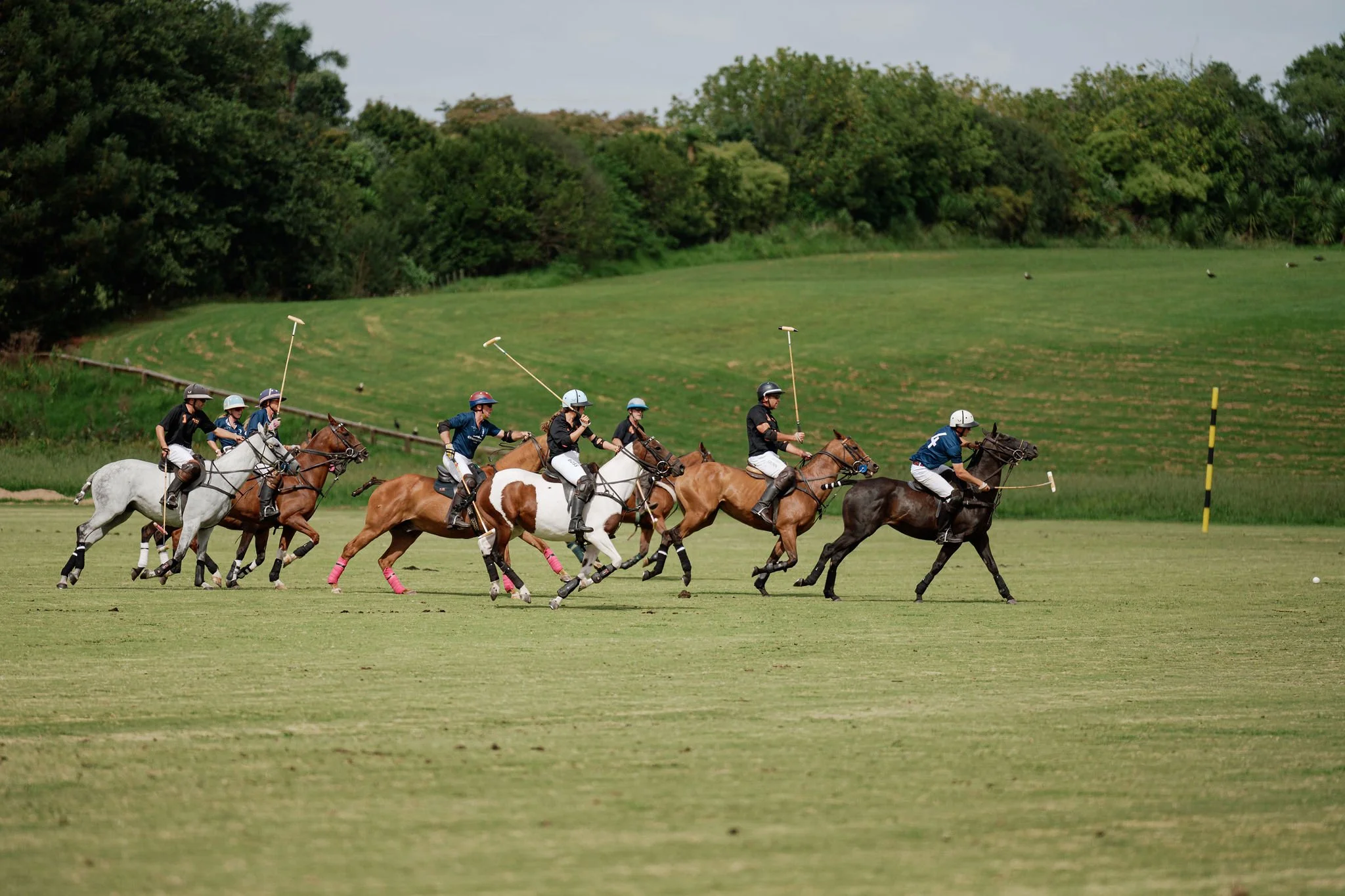 hololio-polo-124.jpg