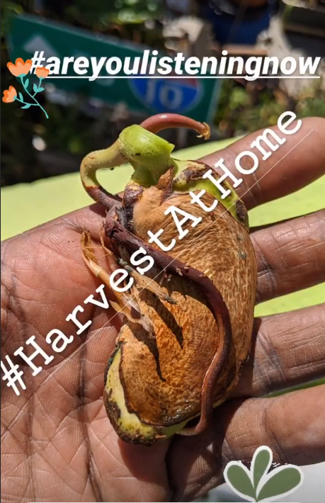 A small plant with roots is growing from a rooted avocado seed held in a person's hand. The image has hashtags #areyoulisteningnow and #HarvestAtHome, with decorative flower and heart stickers.