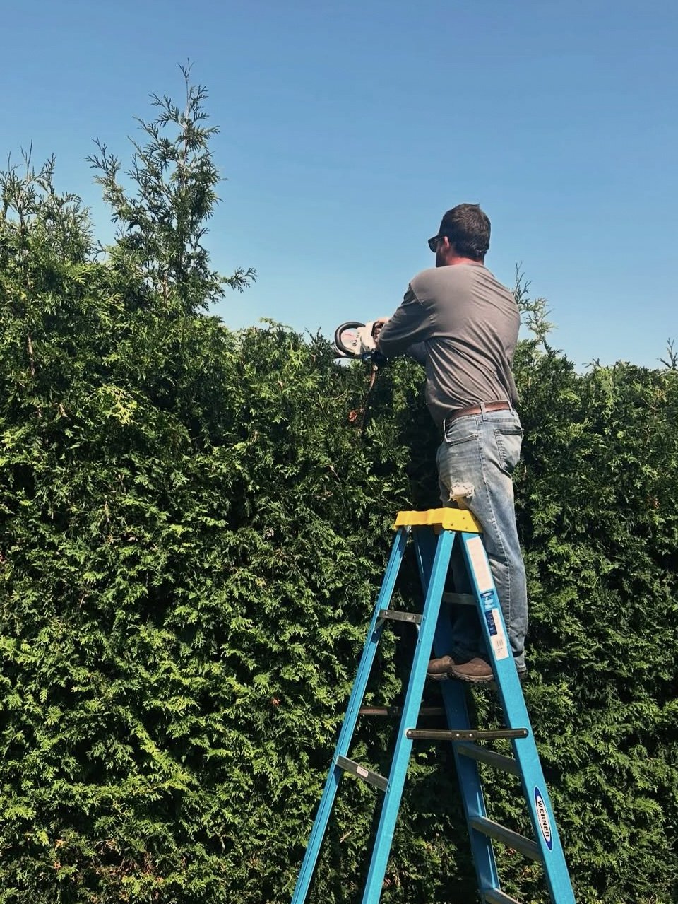 A man on a blue ladder trimming or cutting branches from a large green hedge or bush outdoors on a sunny day.