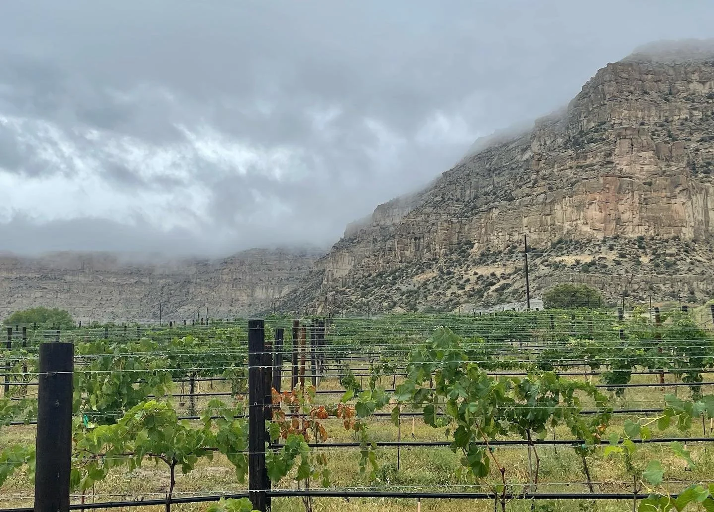 Vineyard with grapevines in front of the Archuleta Mesa under cloudy sky, with some fog.
