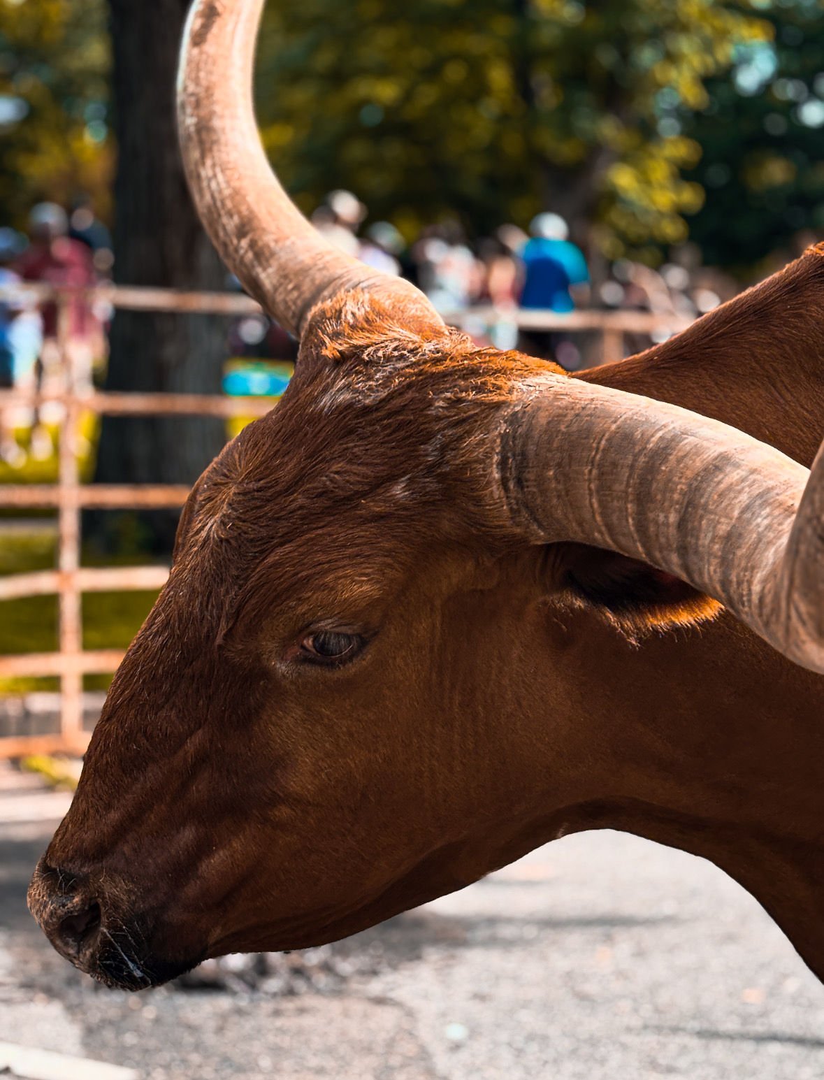 Close-up of a brown cow with large curved horns, on a farm with people in the background.