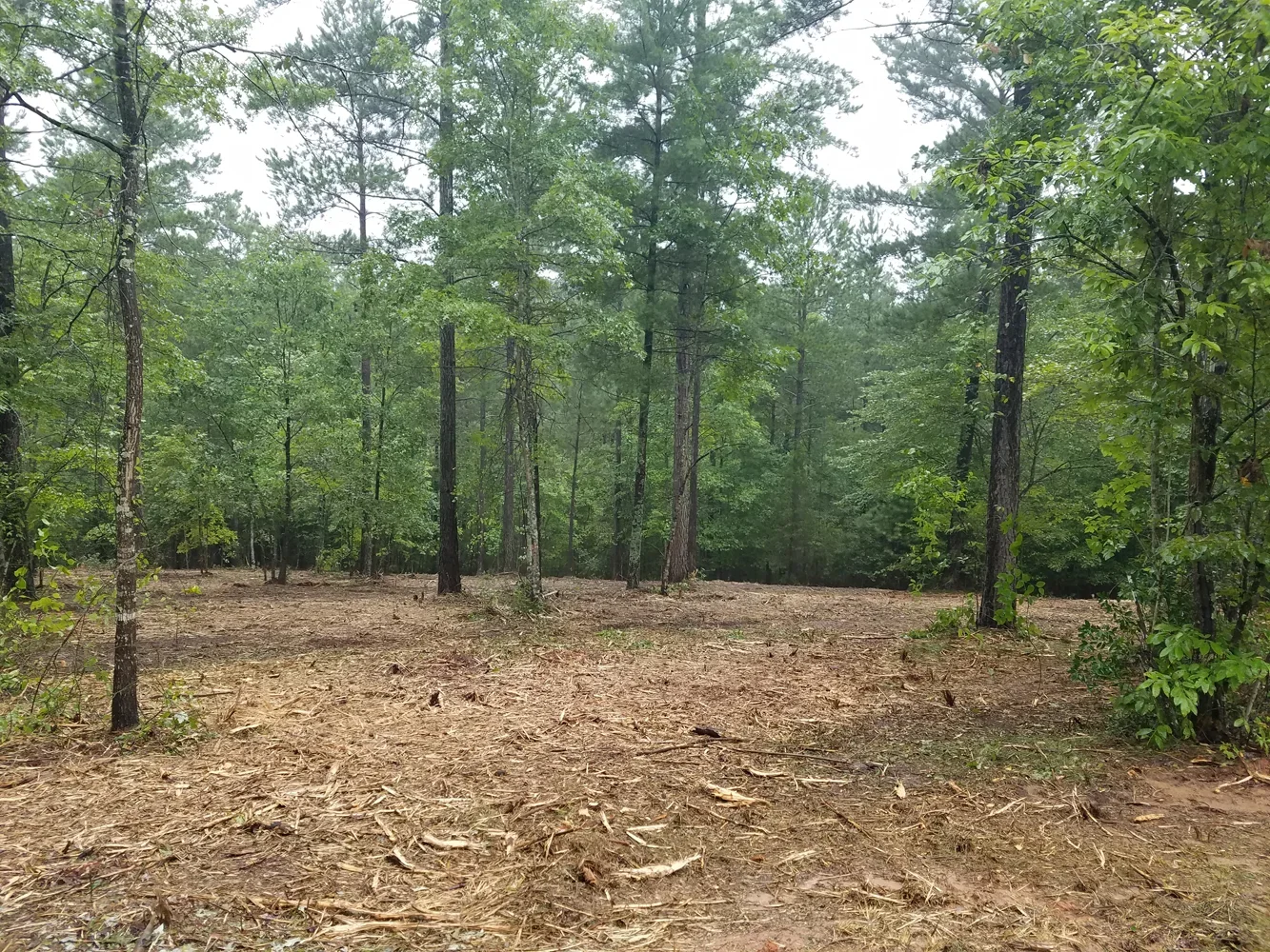 A forest clearing with trees and green foliage, scattered dry leaves and twigs on the ground, some undergrowth on the sides.
