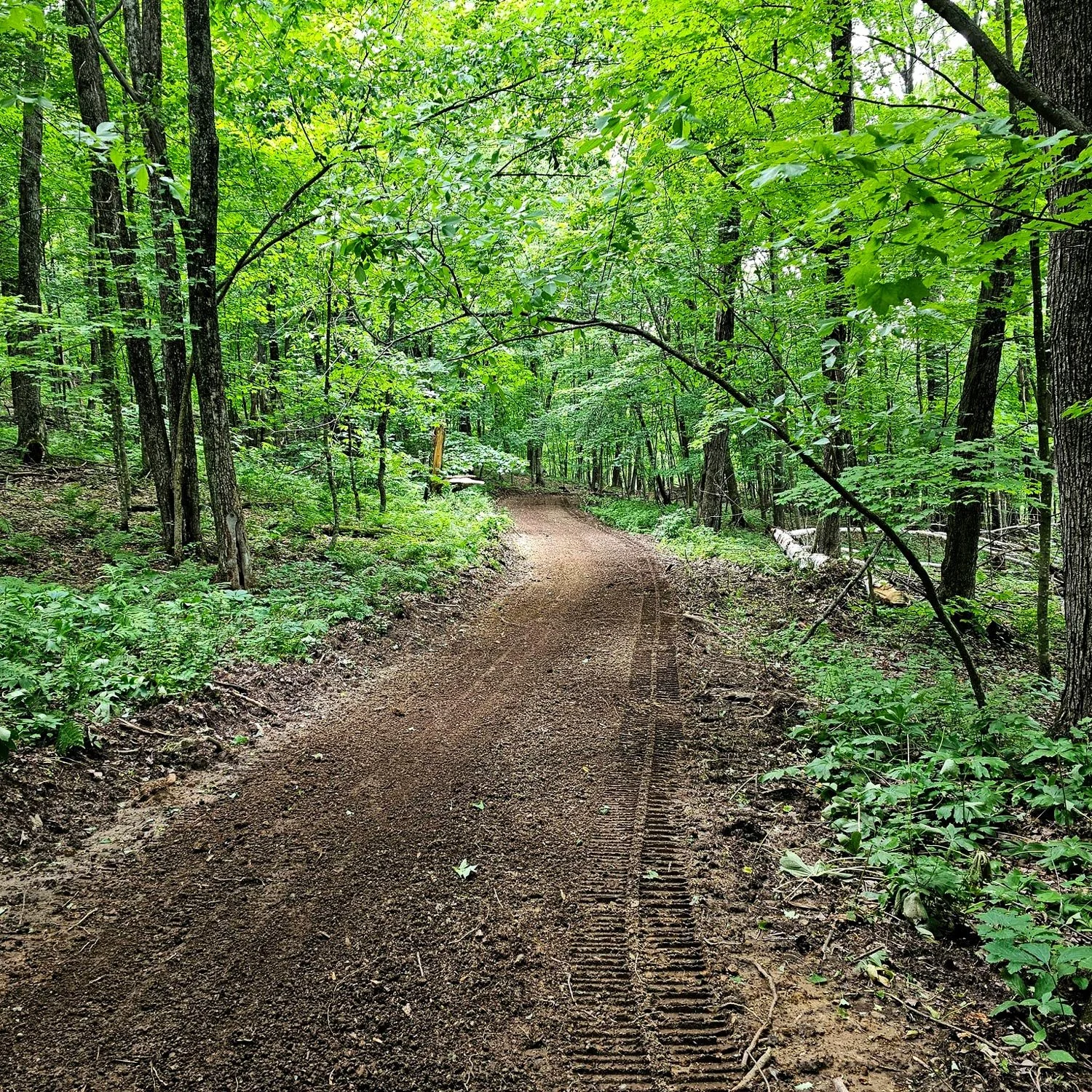 A dirt trail winding through a lush green forest with tall trees and undergrowth.