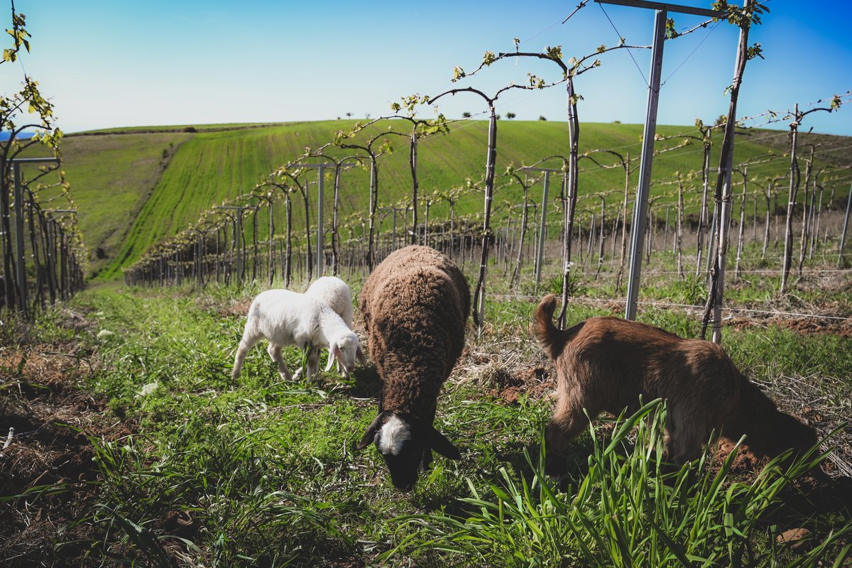 Sheep, a goat, and a pig grazing in a vineyard of Moschopolis with green hills and blue sky in the background.