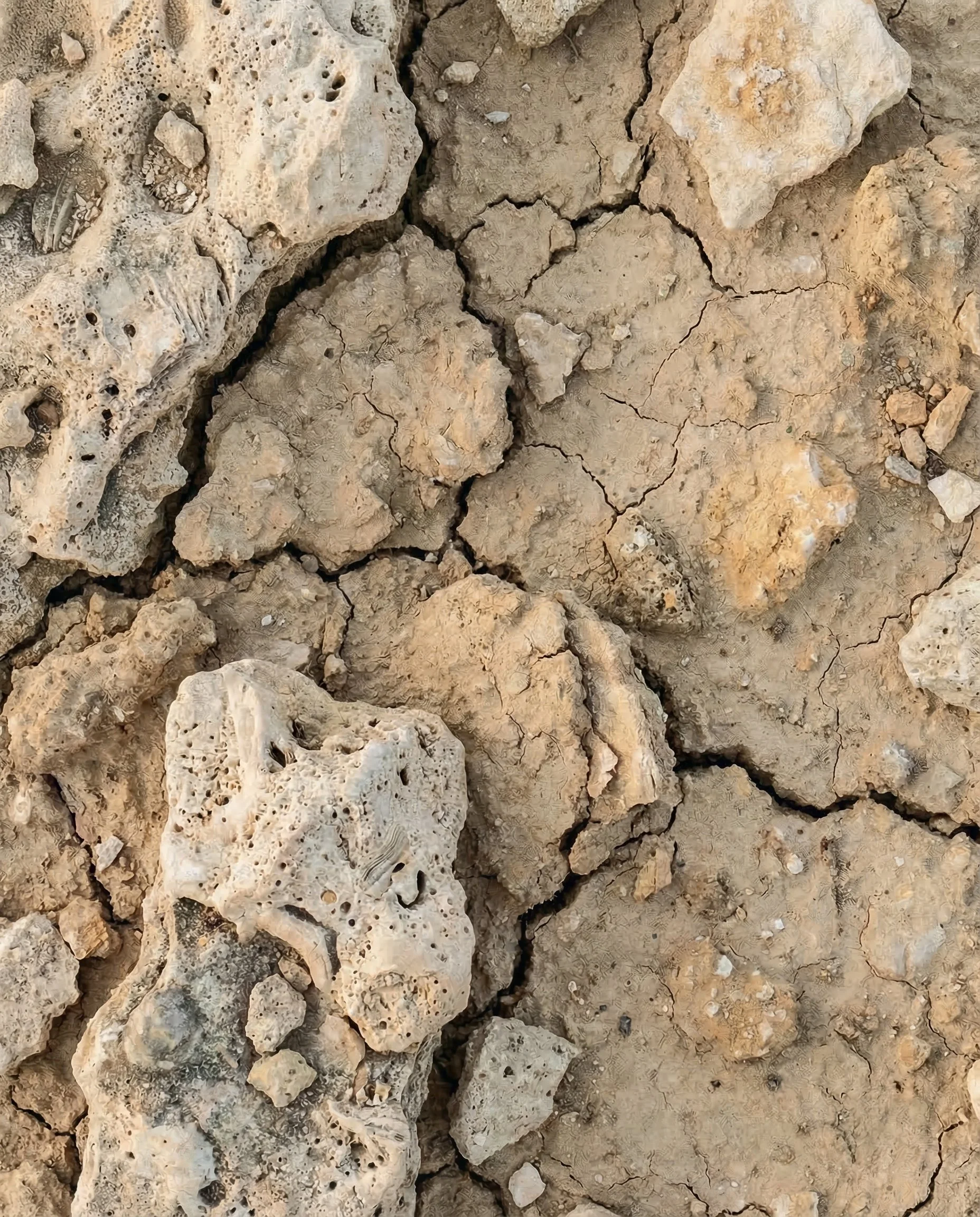 Close-up of cracked, dry earth and rocks.