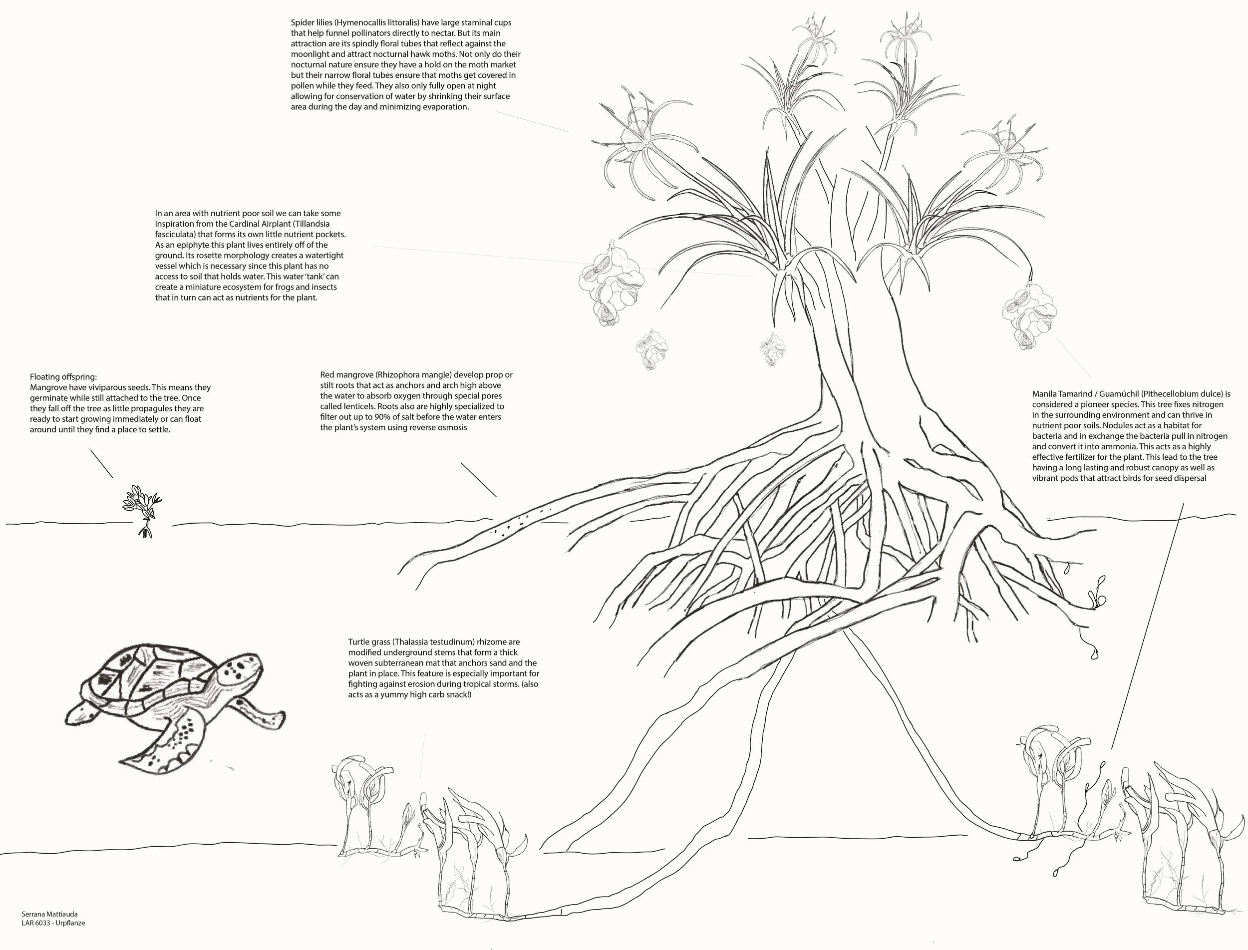 Mattiauda_S_LAR633_Urpflanze (1) (1).jpg