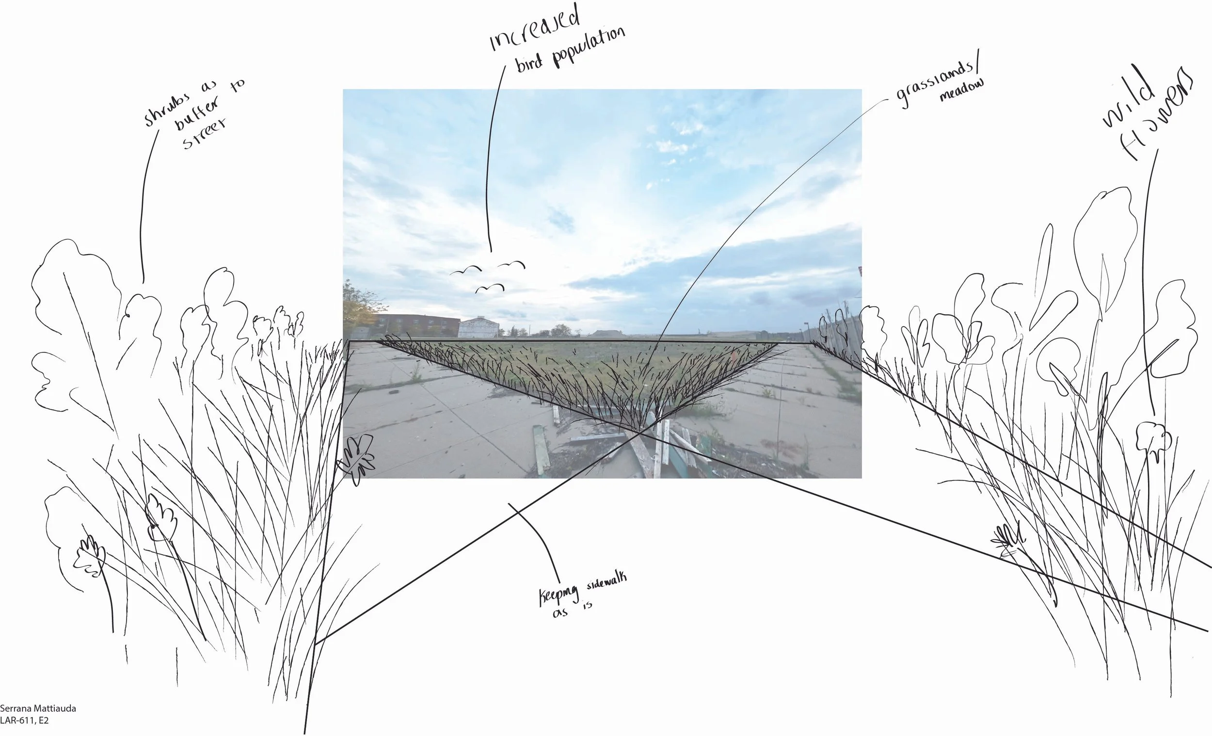 E2 Final submission pic - grasslands.jpg