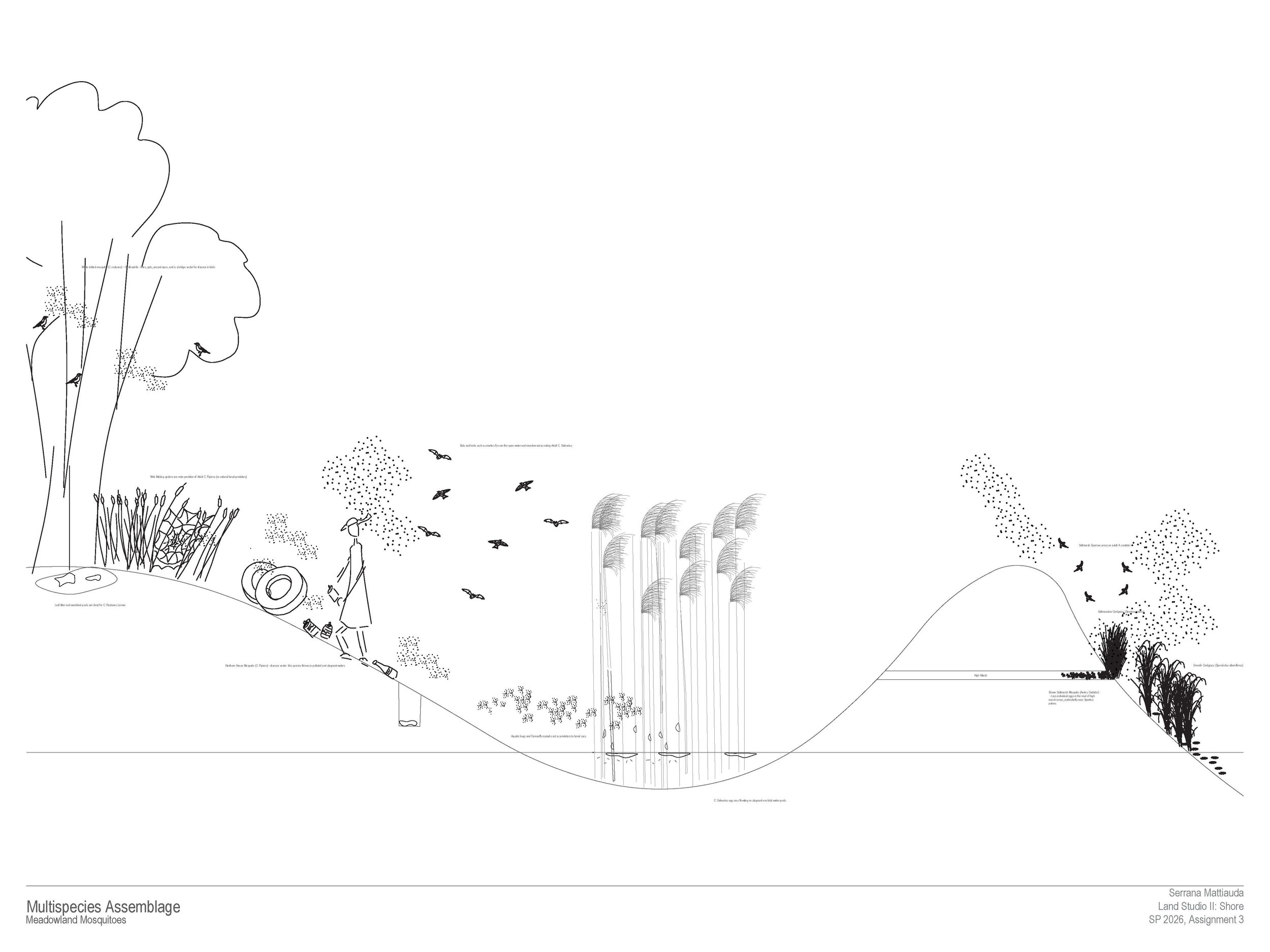 Multi-species Assemblage