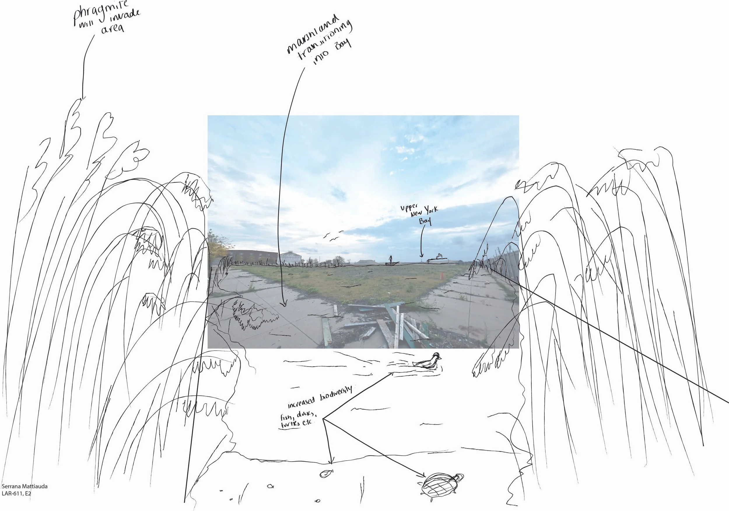 E2 Final submission pic 3 - wetlands.jpg