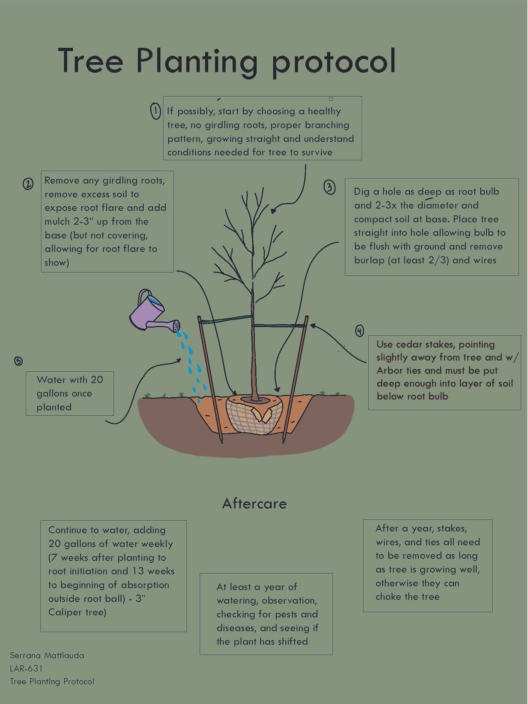 MATTIAUDA_S_LAR631_Tree planting protocol.jpg