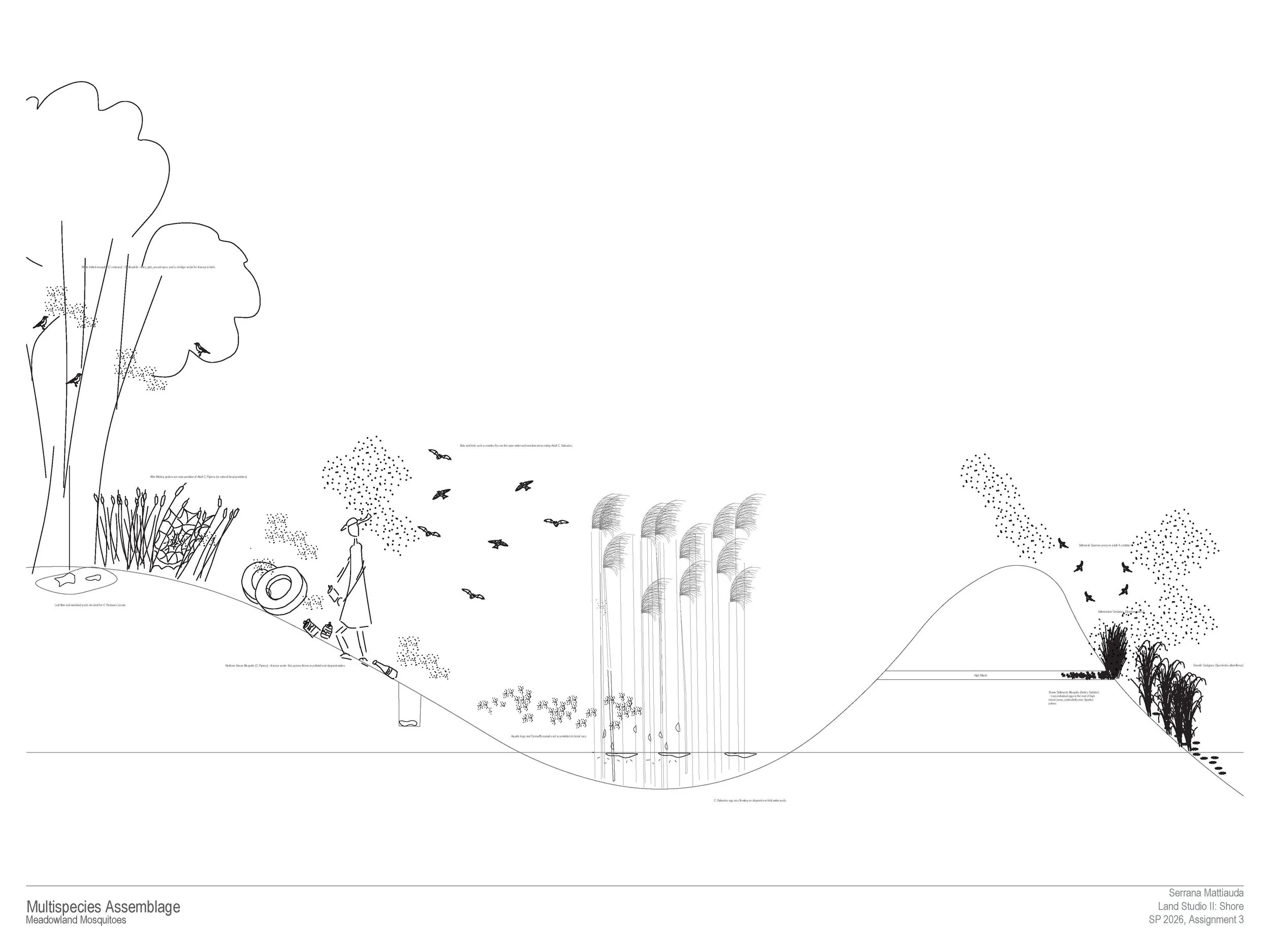 Mattiauda_S_LAR602_Assignment3_v2-ARCH C.jpg