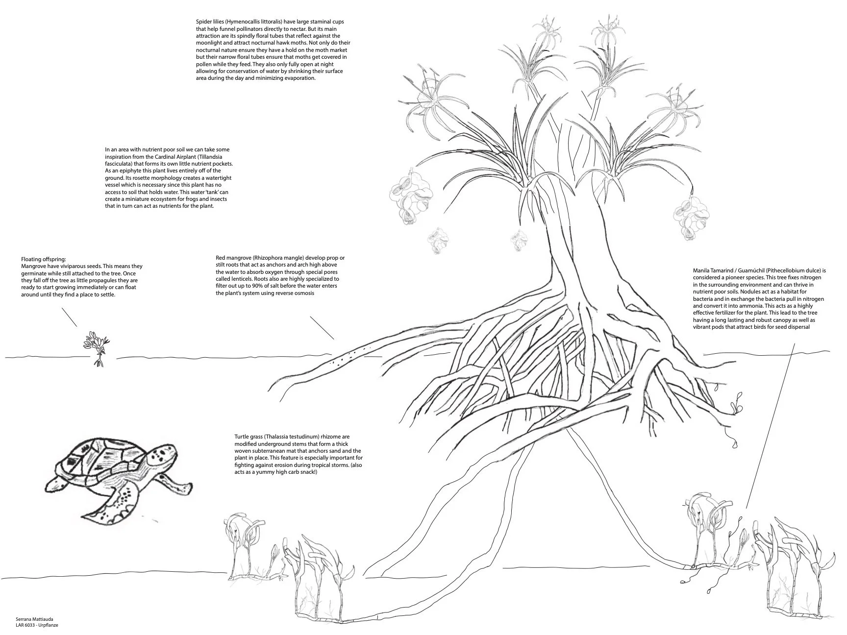 Mattiauda_S_LAR633_Urpflanze (1).jpg