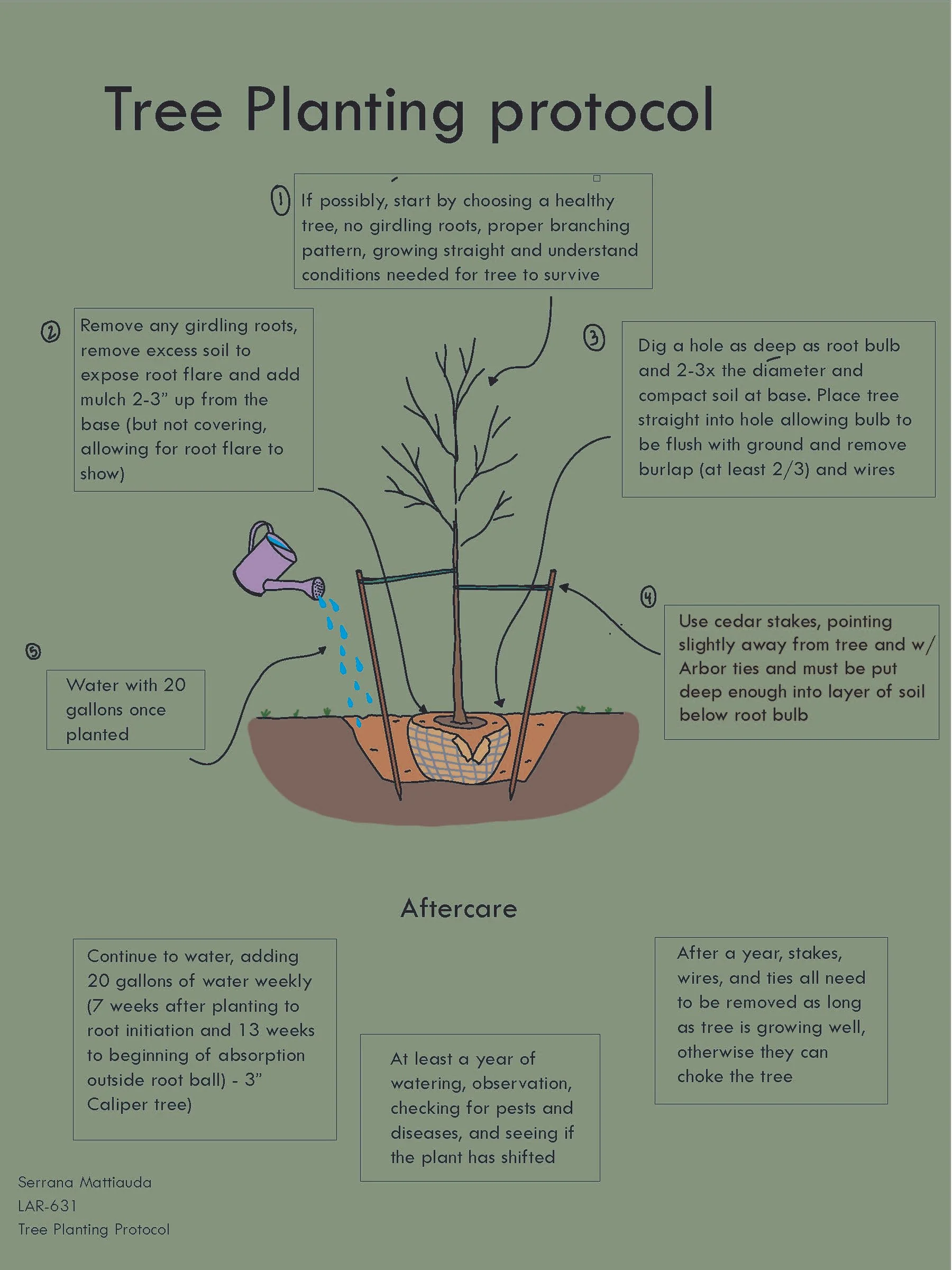 MATTIAUDA_S_LAR631_Tree planting protocol (1).jpg