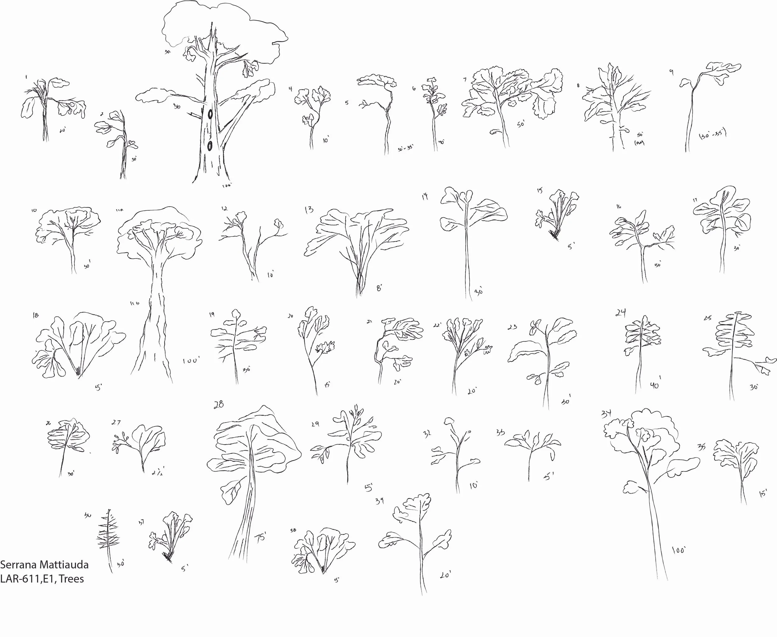 E1 -Trees (1).jpg
