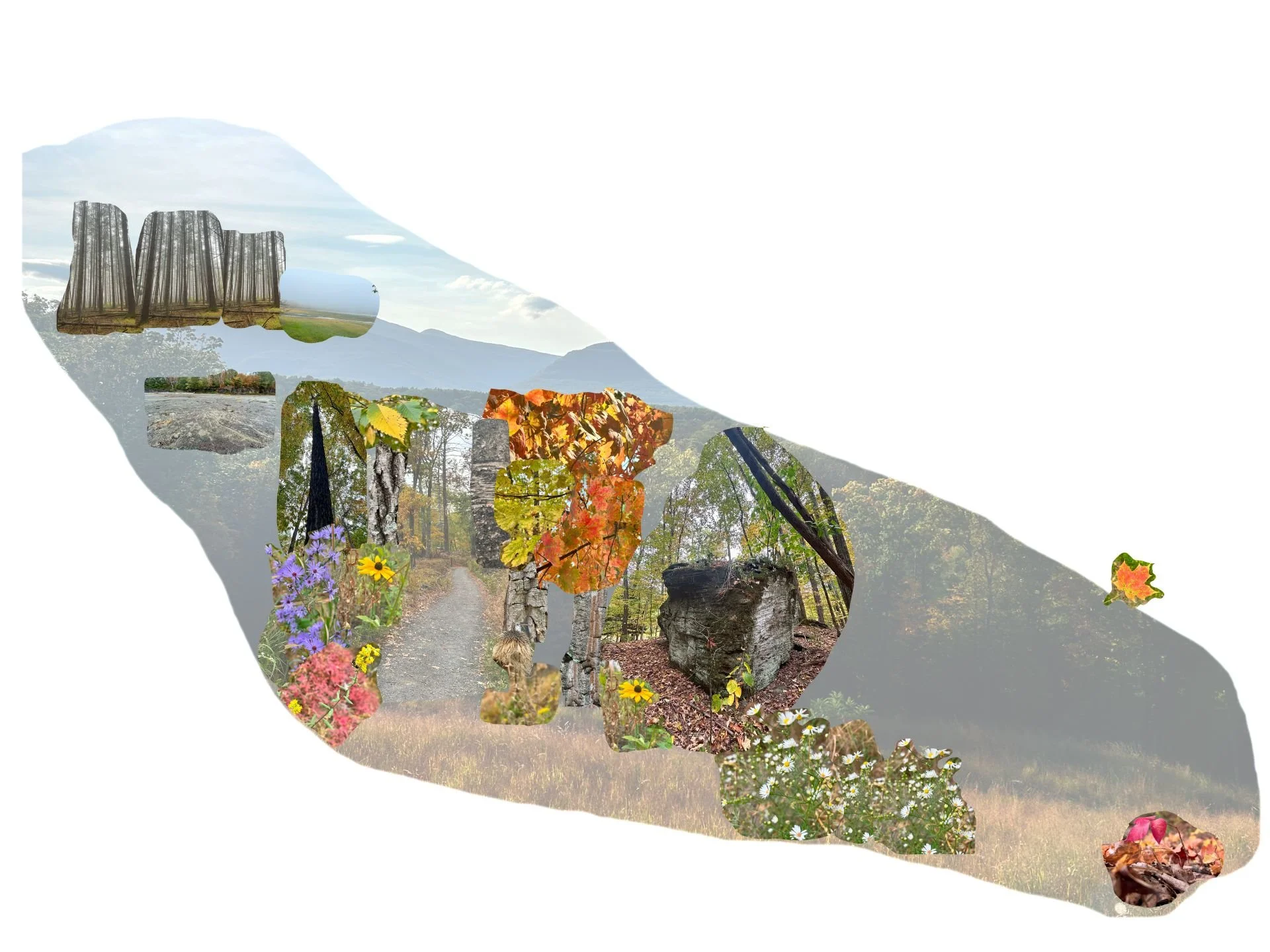 Mattiauda_S_LAR601_Transect Collage.jpg