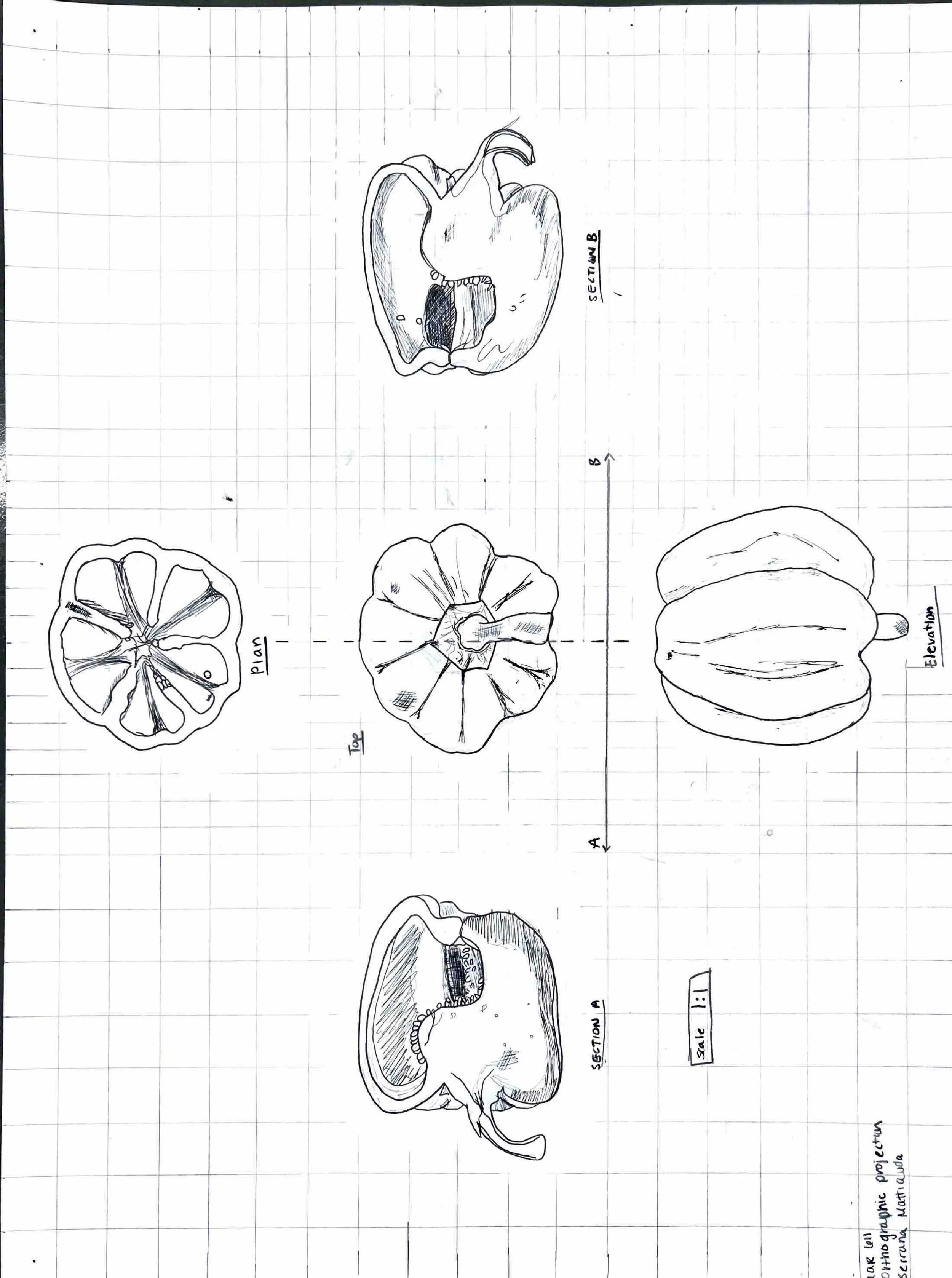 MATTIAUDA_S_LAR611_W1.JPG