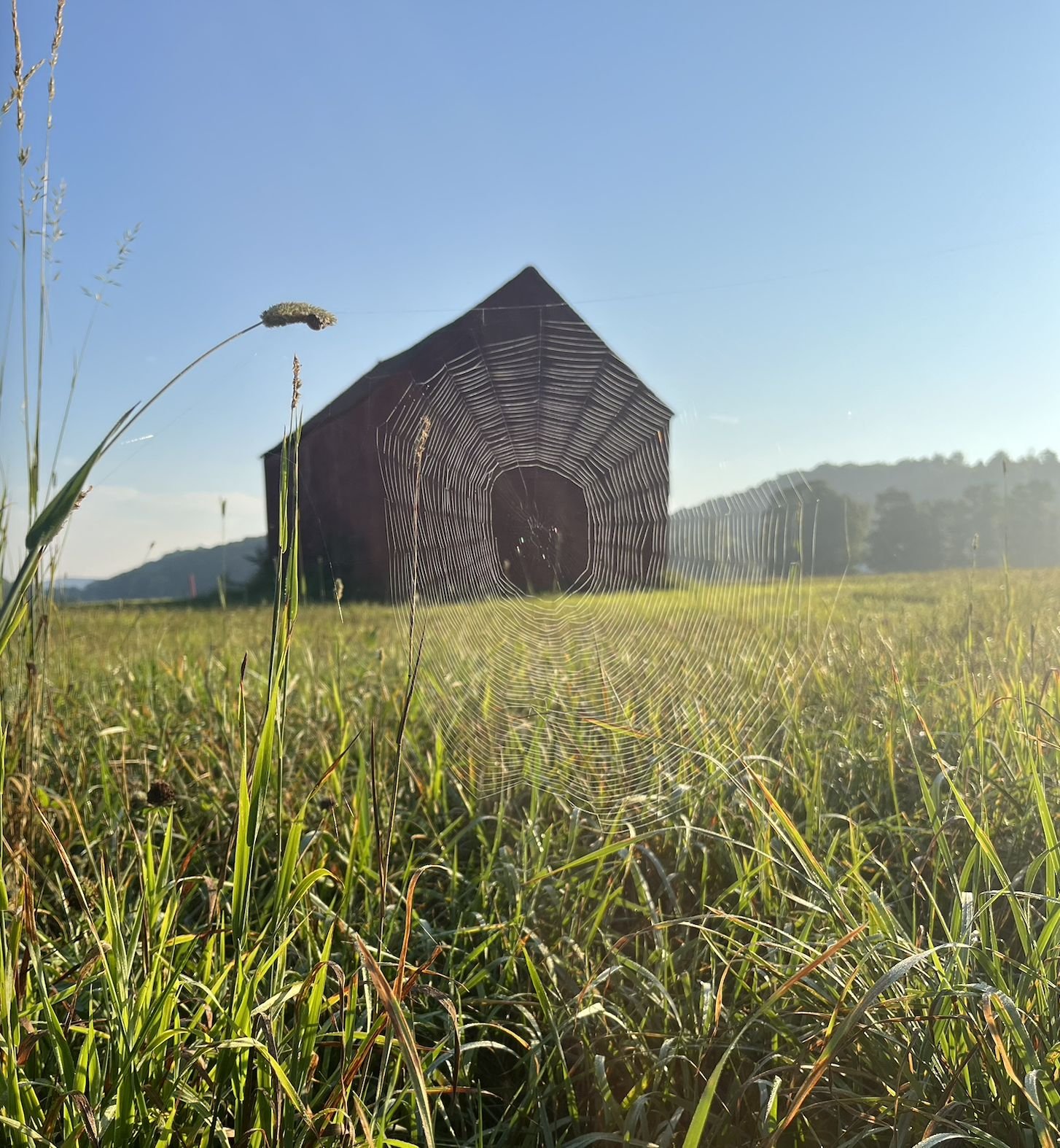 My inspo: Mother nature's brush at
work. Temporary artworks
spotted wandering our family farm
in upstate New York.