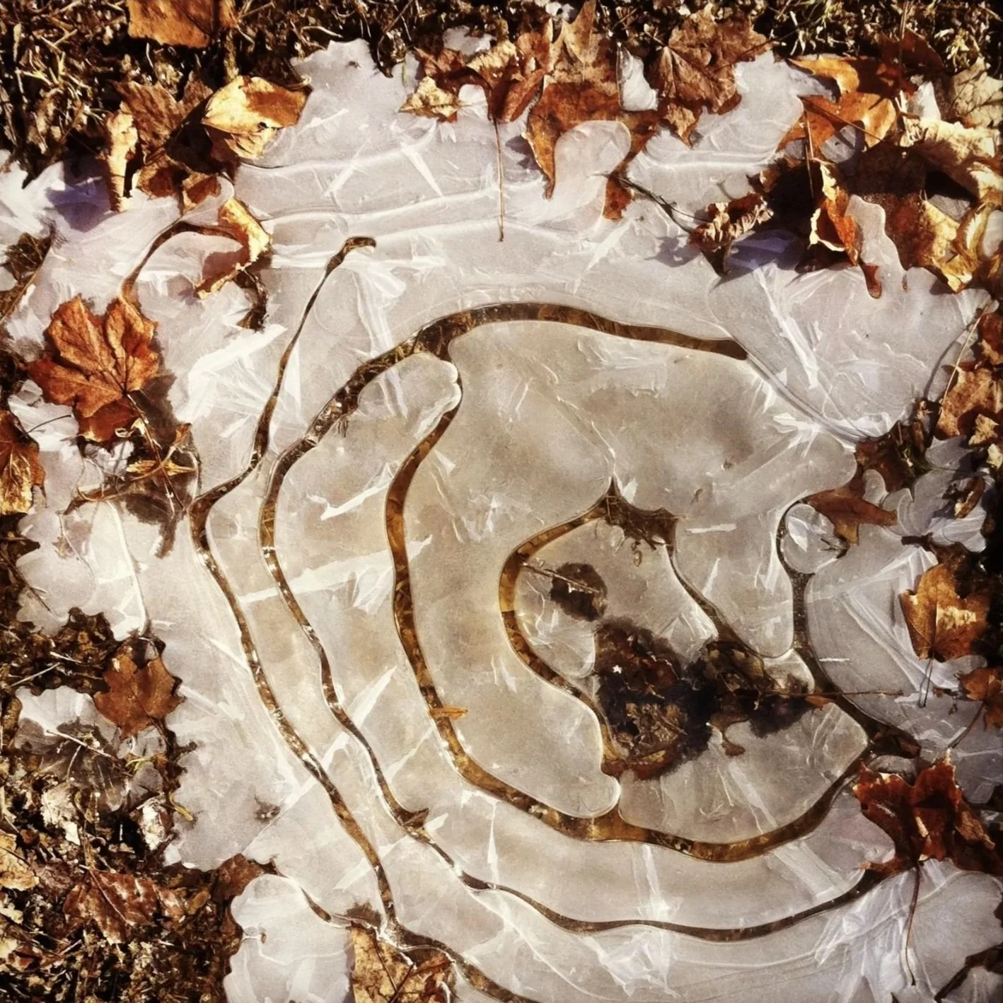 Nature, the mother of all art. Unexpected  discoveries  found on upstate walks at home. 