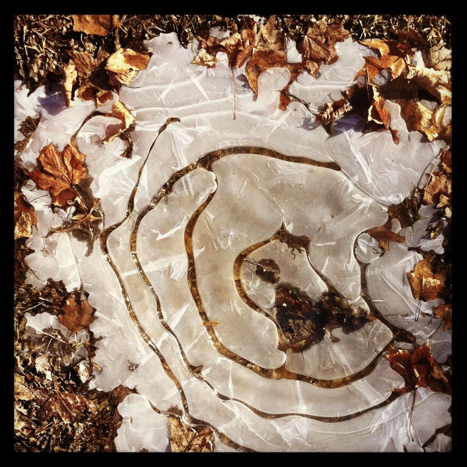 My work: Nature, the mother of all art.
Unexpected discoveries found on upstate
walks at home.