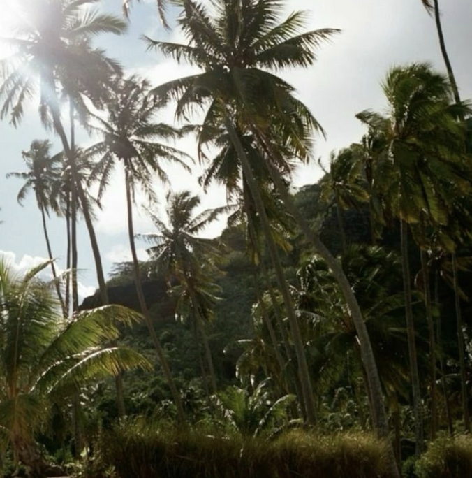Tropical scene with numerous tall palm trees and sun shining through the leaves.