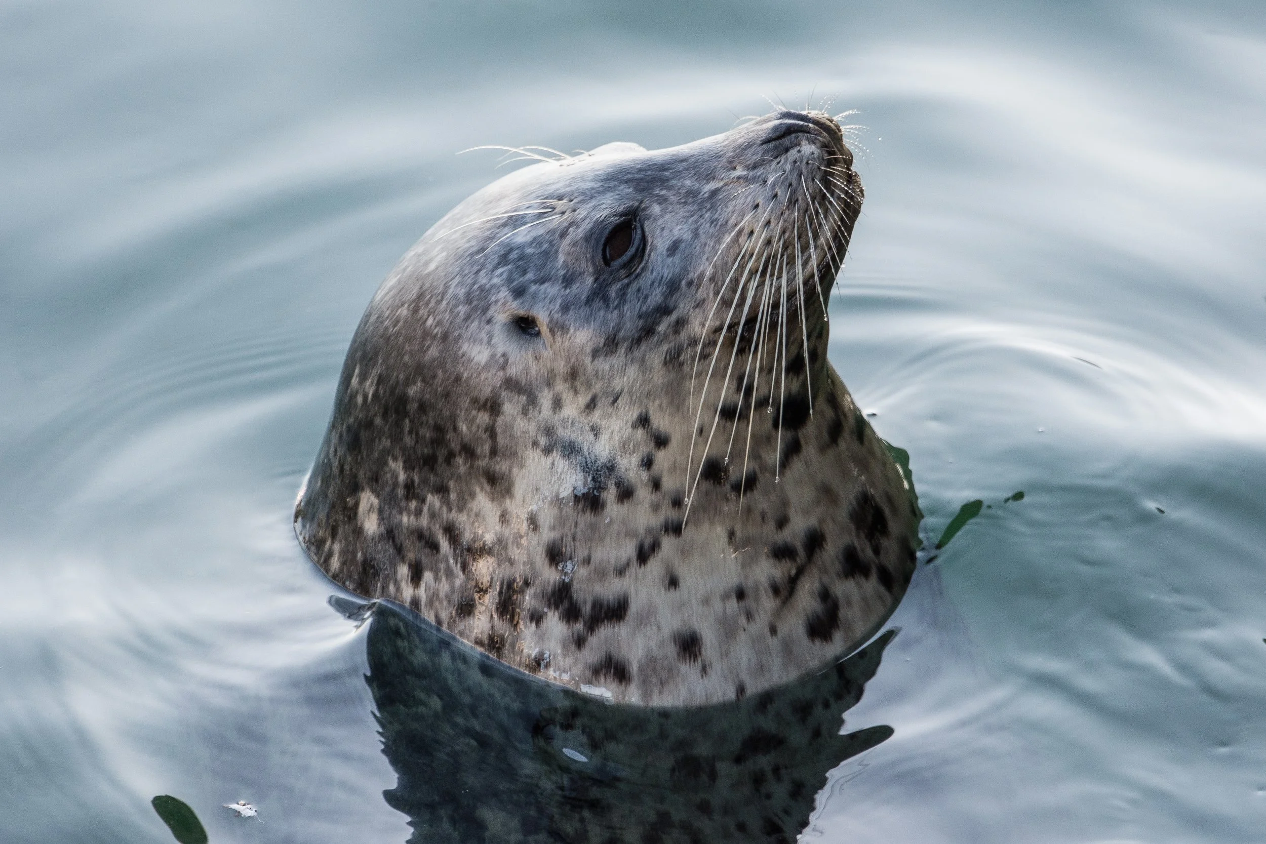 Close-up of a gray seal emerging from water with head tilted upward, whiskers visible, and water ripples around.