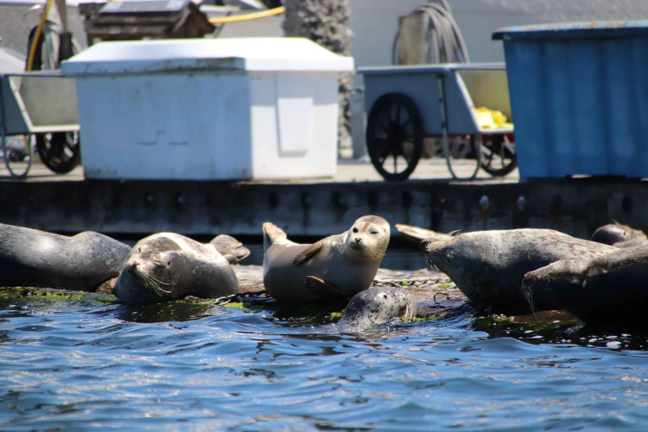 Several seals lying on rocks near the water with boats and people in the background.