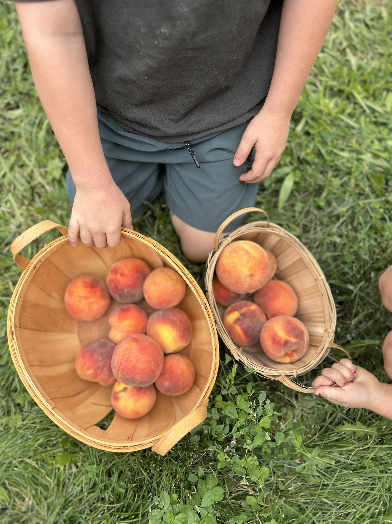 Two children holding baskets of freshly picked peaches in a grassy area.