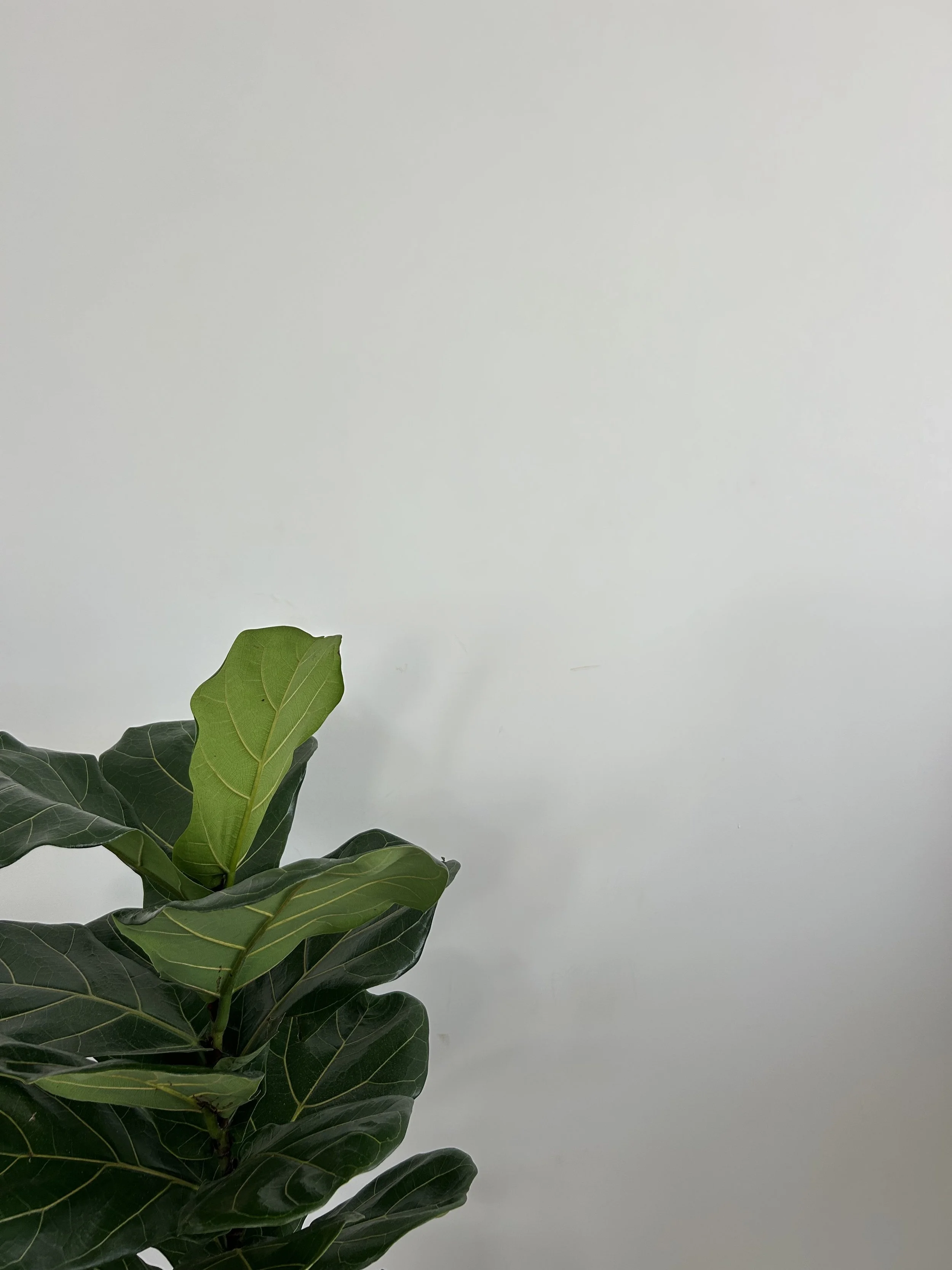 Indoor plant with dark green and lighter green leaves against a plain white wall.