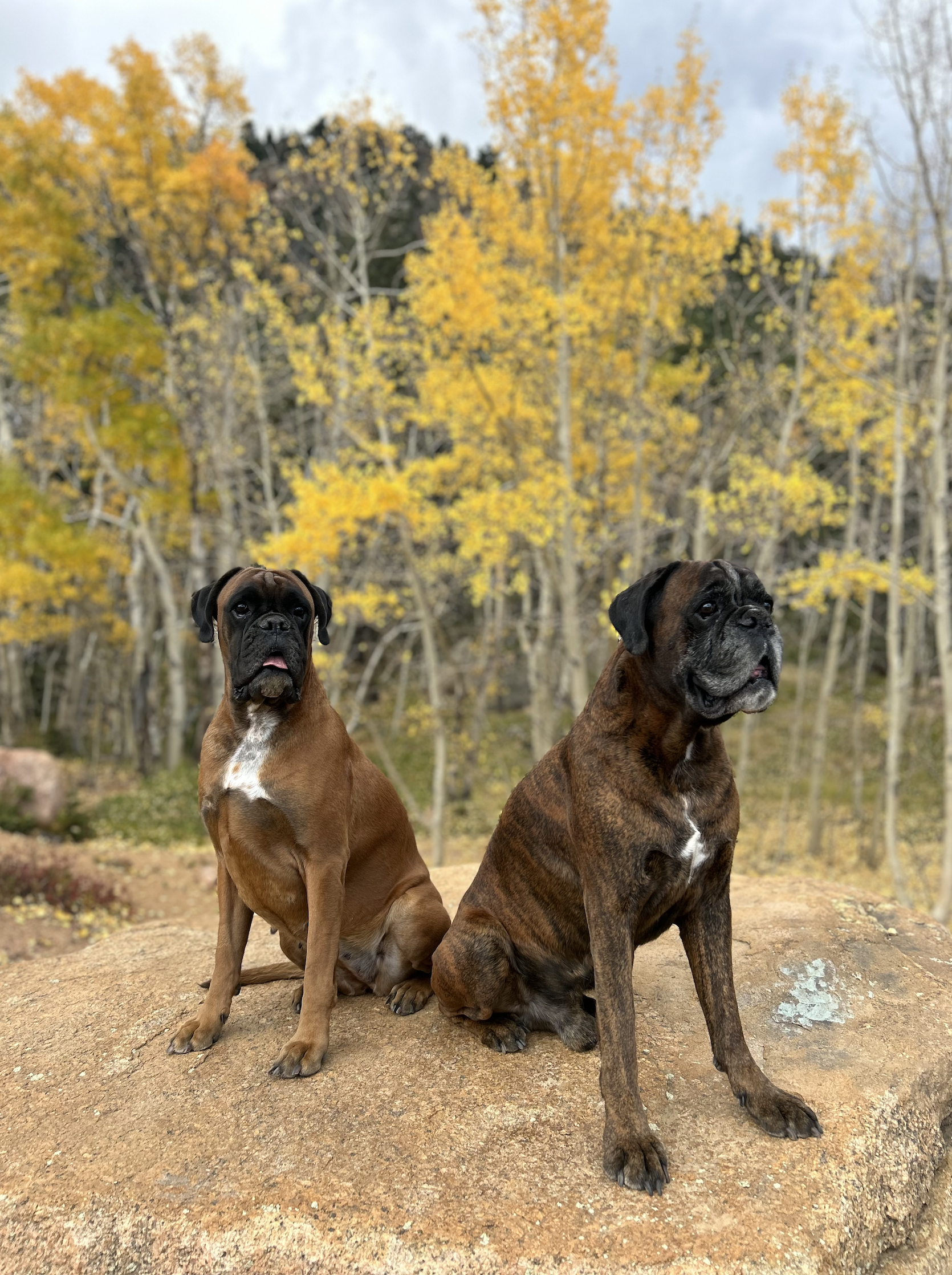 Two boxers sitting on a large rock outdoors with yellow autumn trees in the background.
