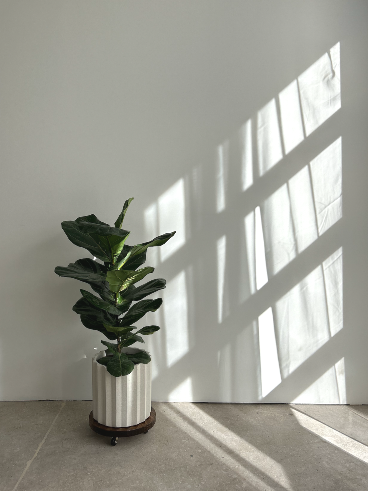 Houseplant with large, dark green leaves in a white ribbed pot, placed on a small wooden and metal rolling stand. Sunlight through a nearby window creates a grid pattern of shadows on the plain white wall behind it.