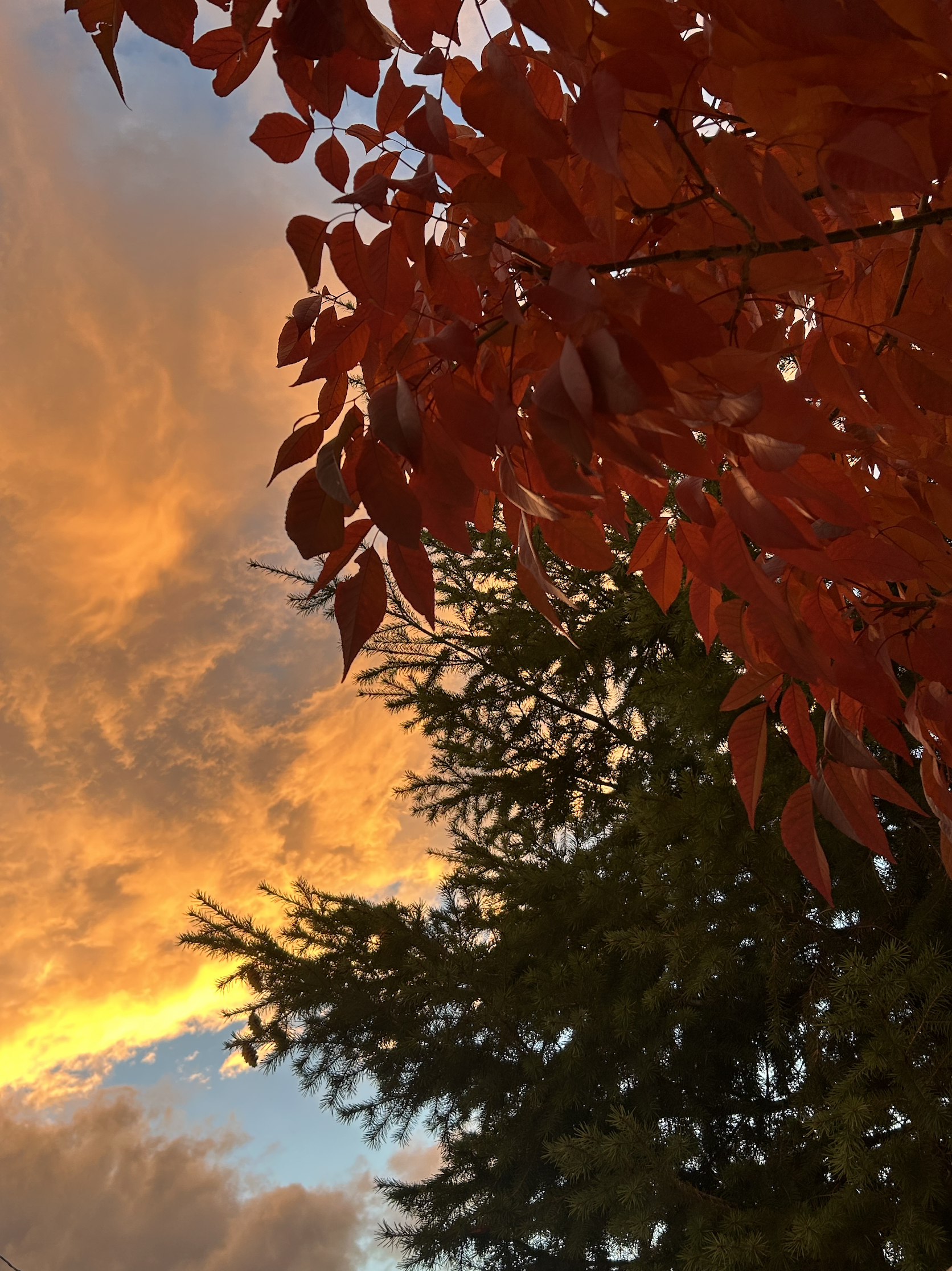 Colorful sunset sky with clouds, red autumn leaves, and green pine trees.