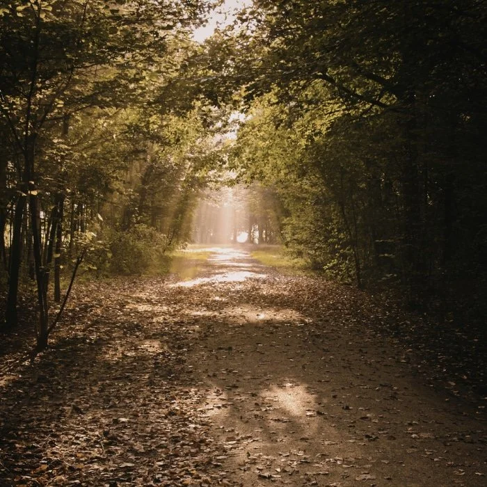 A dirt path through a dense forest with sunlight shining through the trees, casting shadows on the ground.