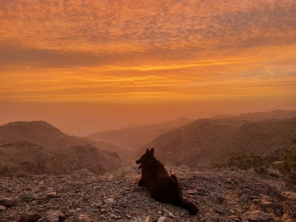 Psychotherapy Services