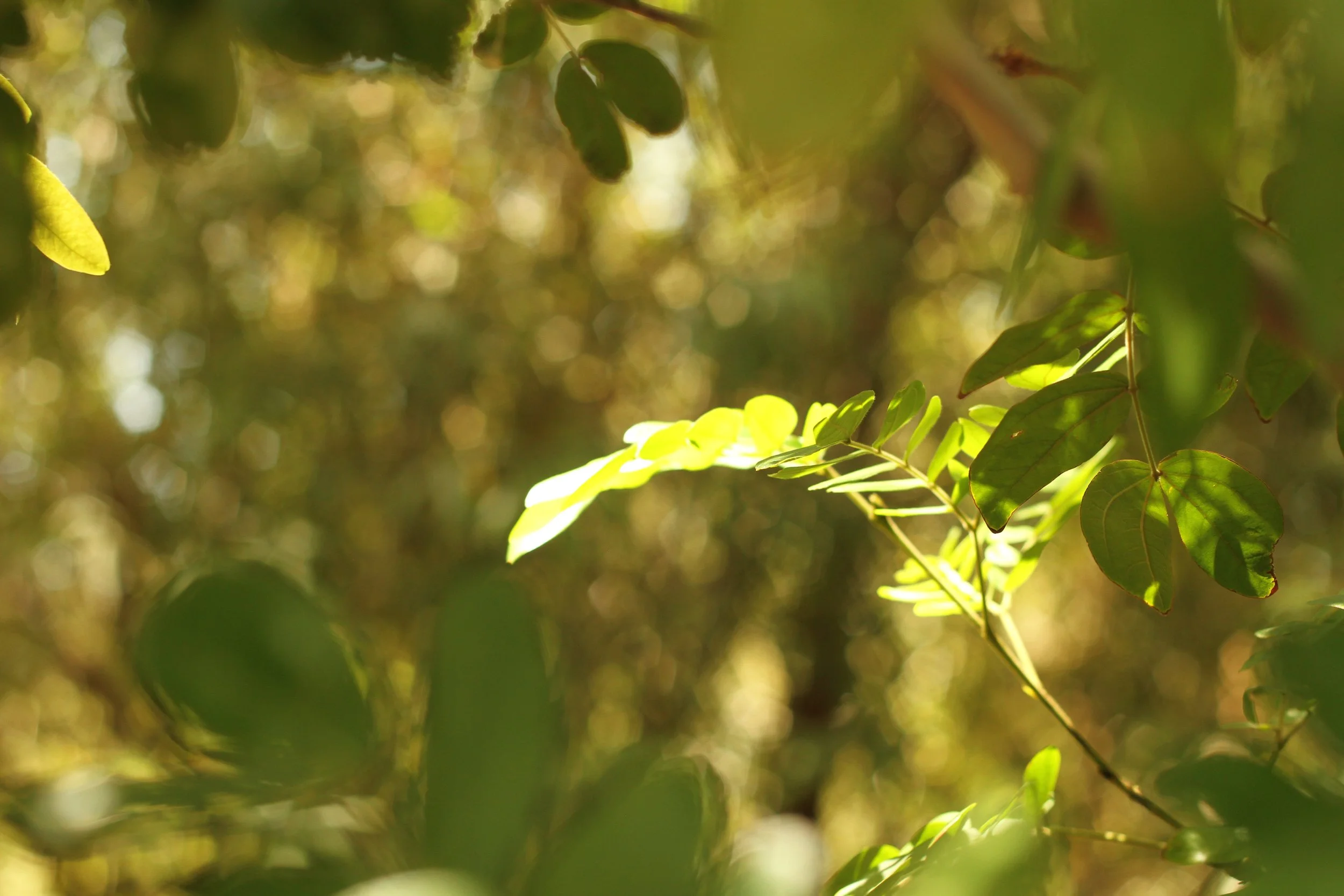 Adopting Habits For Gut Health - Part One