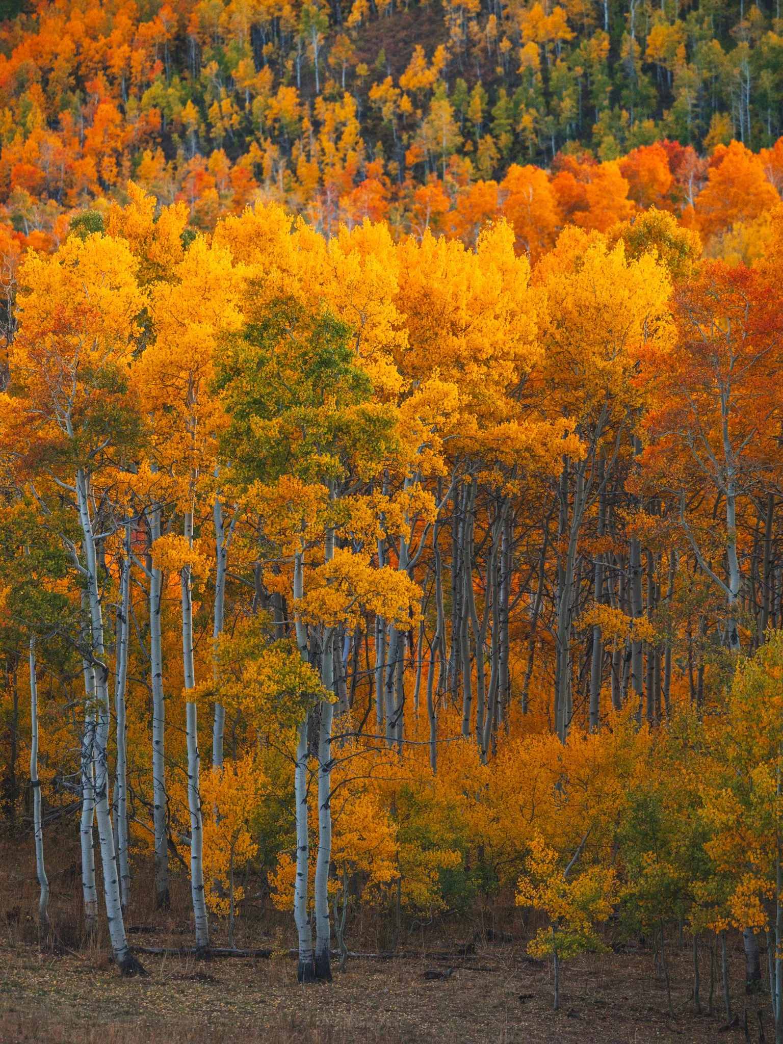 250929_MonteCristo_FallColors_0009.jpg