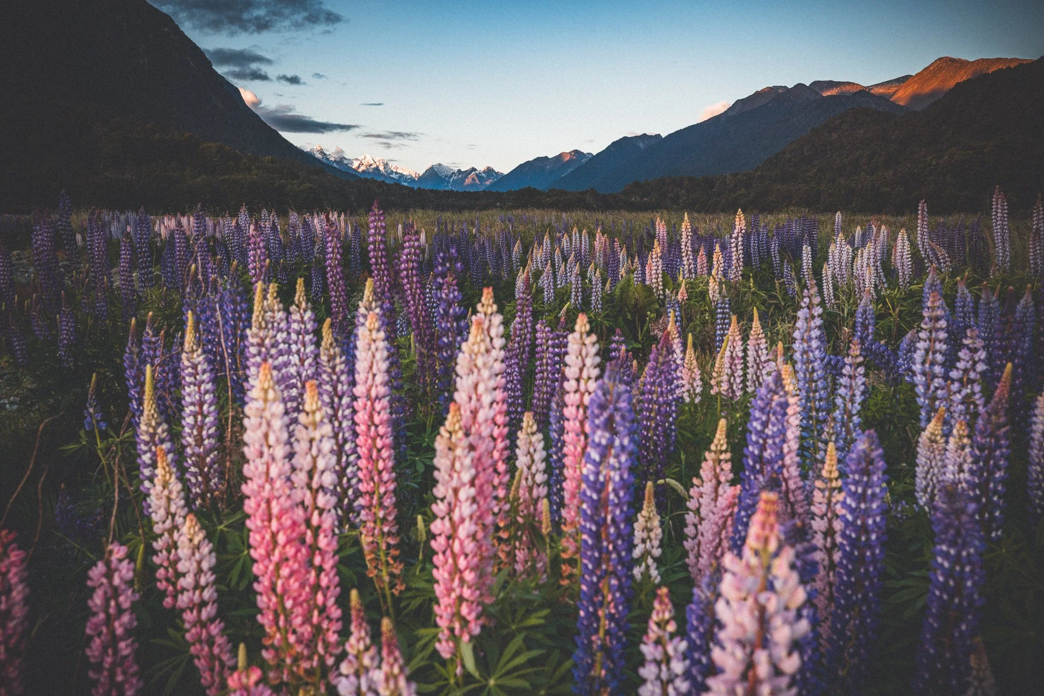 221127_NewZealand_Milford_Lupines_0055.jpg