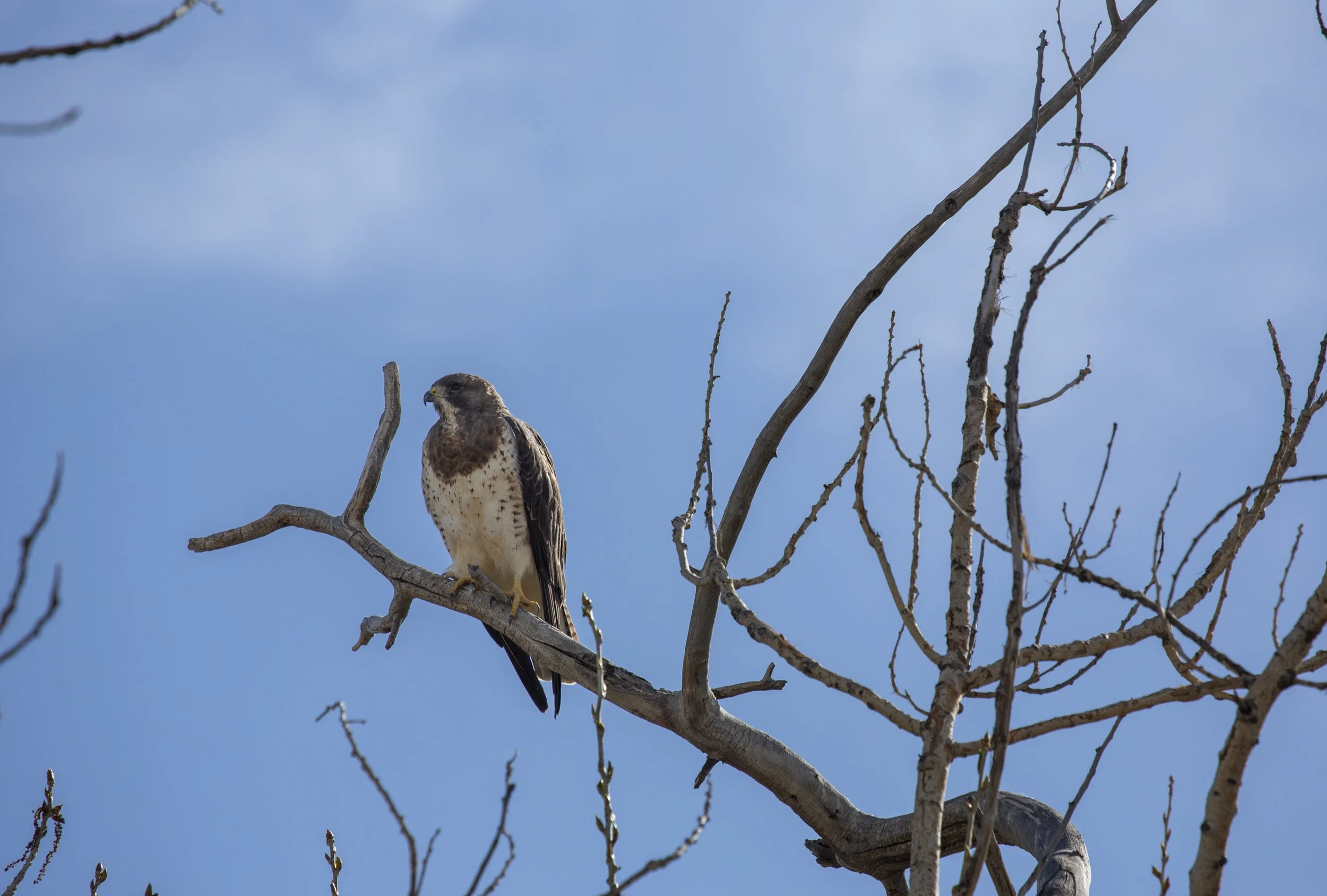 A bird of prey, likely a hawk, perched on a leafless tree branch against a blue sky background.