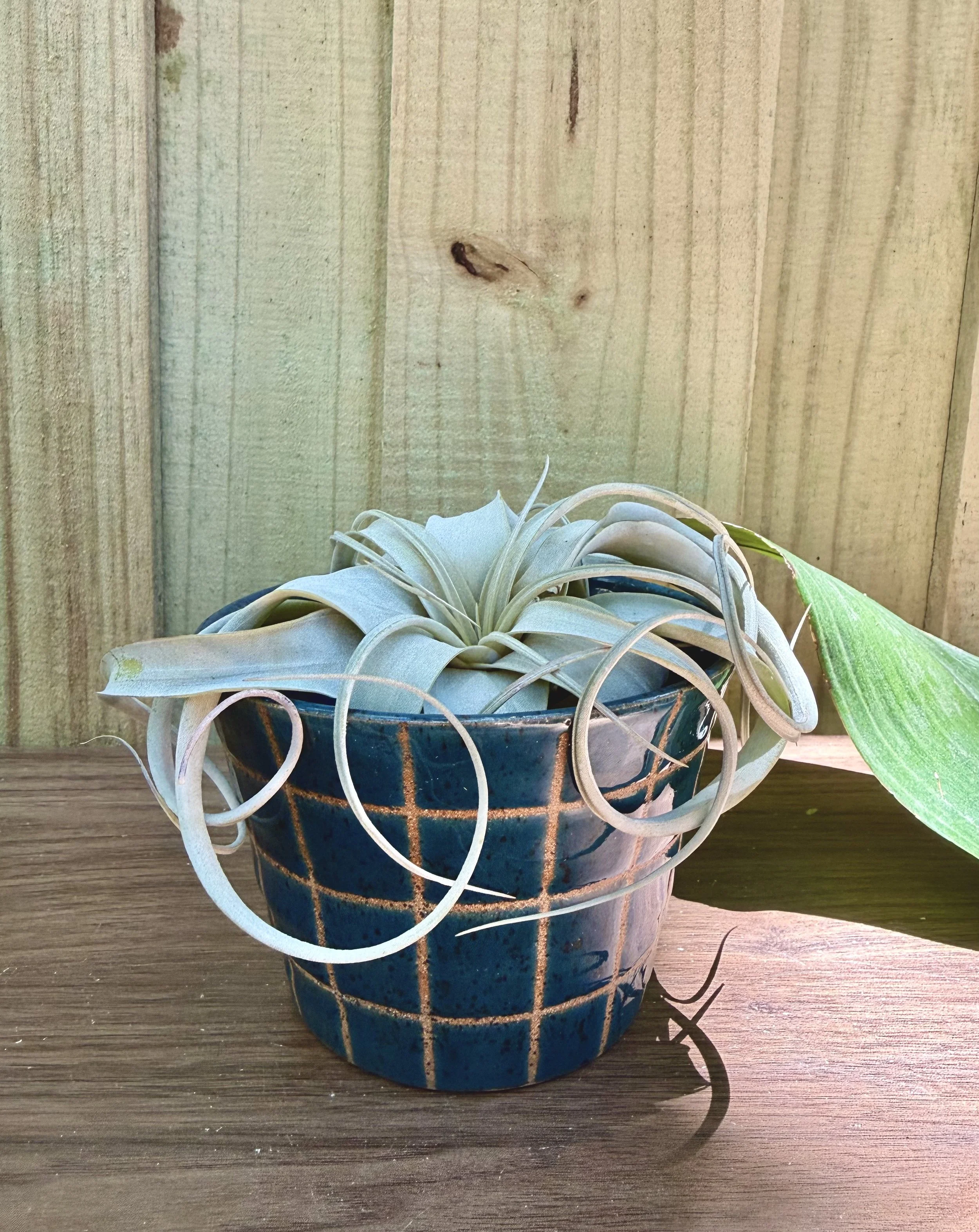 planter.jpeg