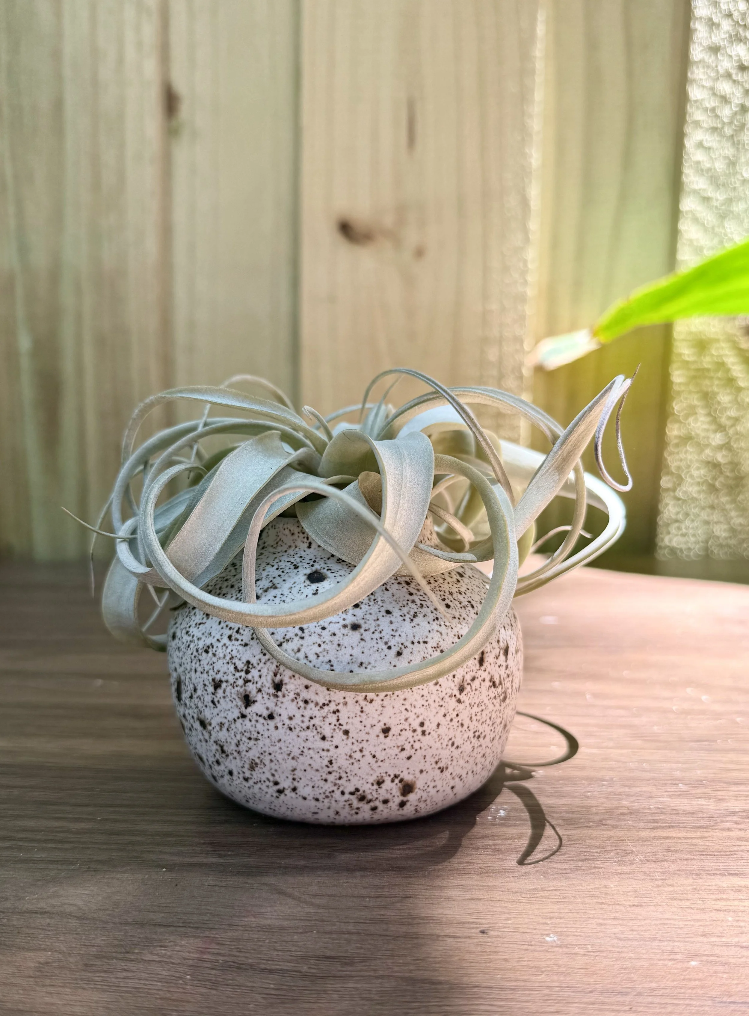 speckled bud vase.jpeg